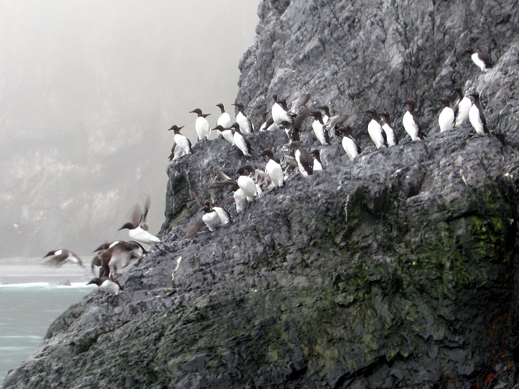 Bjørnøya, Svalbard (Остров Медвежий, Шпицберген)